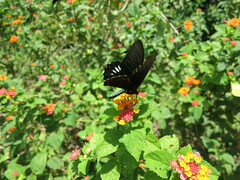 Papilionidae