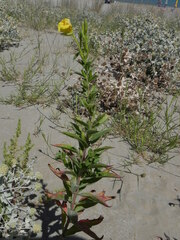 Oenothera stucchii