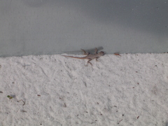 Sceloporus woodi
