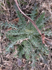 Cirsium horridulum