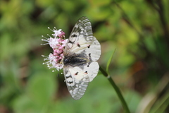 Parnassius clodius