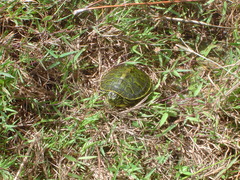 Pseudemys peninsularis