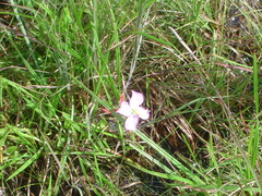 Sabatia grandiflora