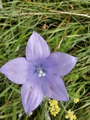 Wahlenbergia undulata