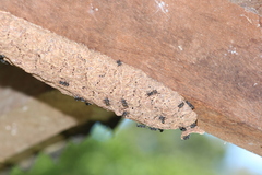 Metapolybia