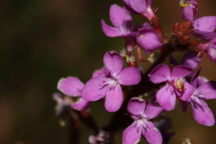 Stylidium armeria