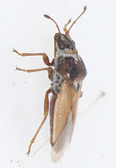 Cymus melanocephalus