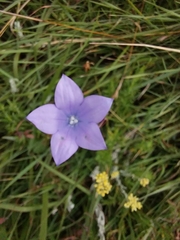 Wahlenbergia undulata