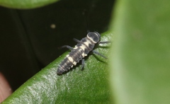 Coelophora inaequalis