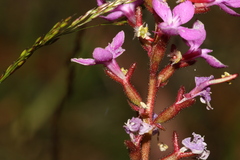 Stylidium armeria