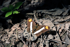 Adelpha basiloides