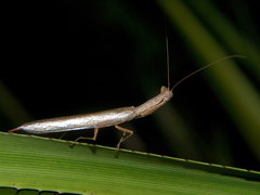 Galepsus