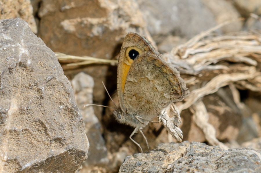 Hyponephele cadusina