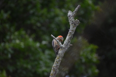 Melanerpes aurifrons