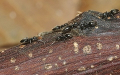 Technomyrmex albipes