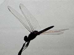 Urothemis edwardsii