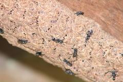 Metapolybia