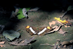 Adelpha basiloides