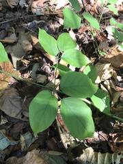 Bignonieae