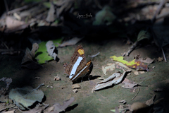 Adelpha basiloides