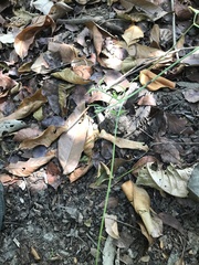 Bignonieae