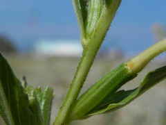 Oenothera stucchii