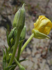 Oenothera stucchii