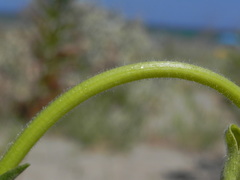 Oenothera stucchii
