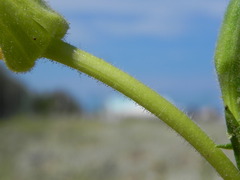 Oenothera stucchii