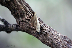 Archaeoprepona amphimachus