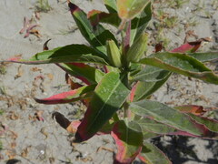 Oenothera stucchii