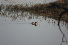 Tachybaptus ruficollis