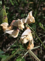 Lathyrus vestitus