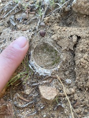 Bothriocyrtum californicum