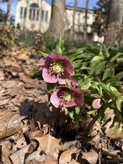 Helleborus orientalis