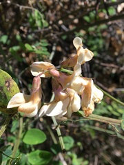 Lathyrus vestitus