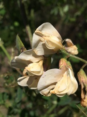 Lathyrus vestitus