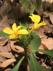 Barleria oenotheroides