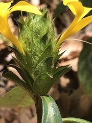 Barleria oenotheroides
