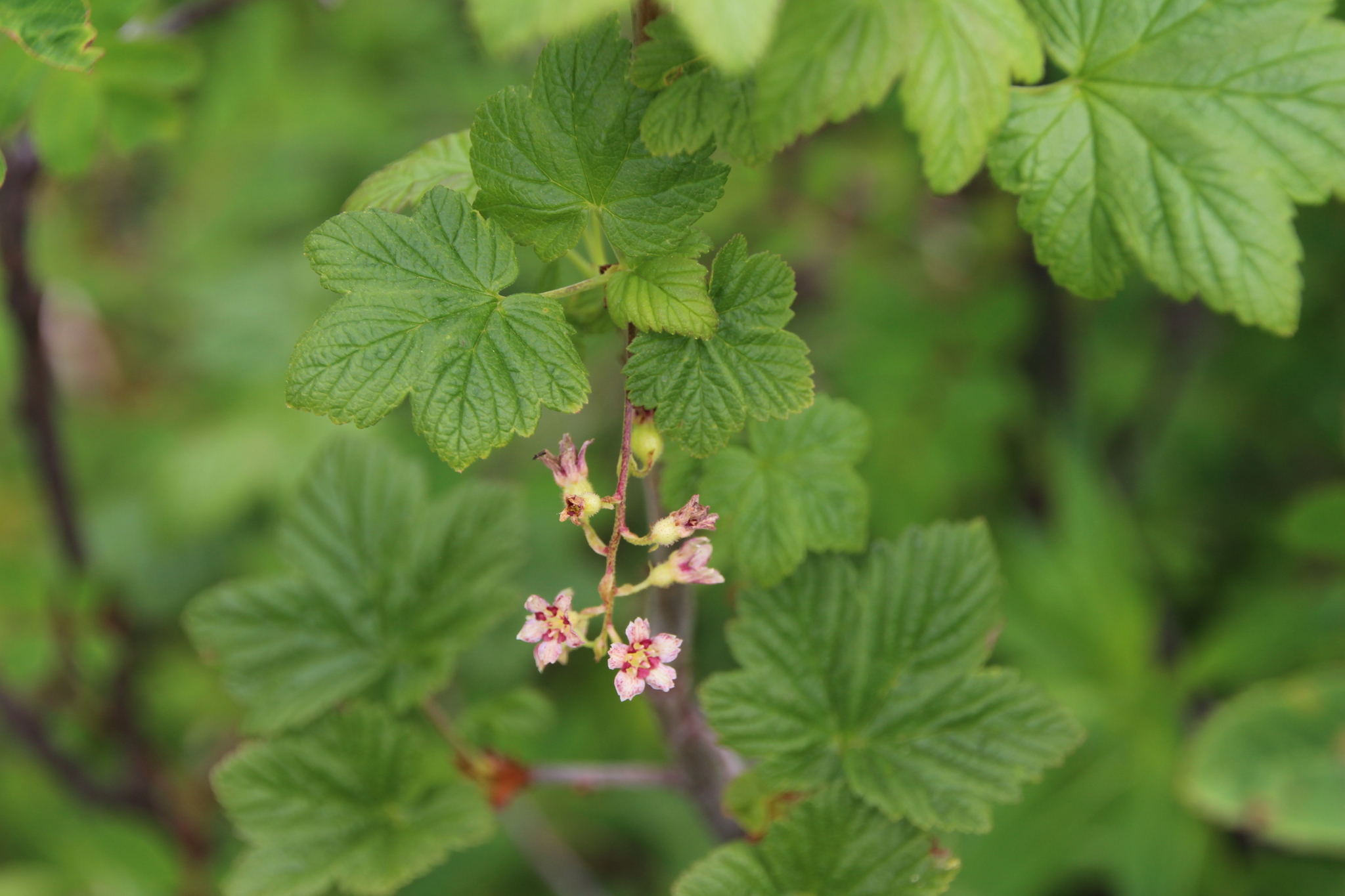 Ribes acerifolium