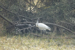 Threskiornis melanocephalus