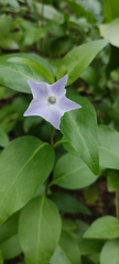 Vinca difformis