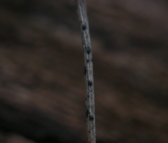 Pyrenopeziza petiolaris