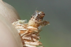 Brachycyttarus griseus