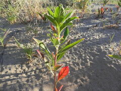 Oenothera stucchii