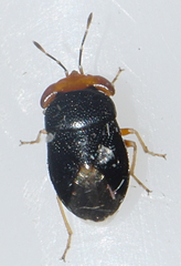 Geocoris erythrocephalus