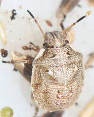 Eysarcoris aeneus