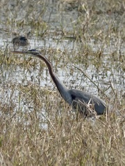 Ardea purpurea