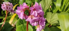 Bergenia crassifolia