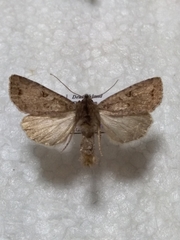 Apterogenum ypsillon